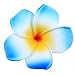 DreamLily Women's Fashion 3 Pcs Hawaiian White Plumeria Flower Foam Hair Clip Balaclavas for Beach (Blue)