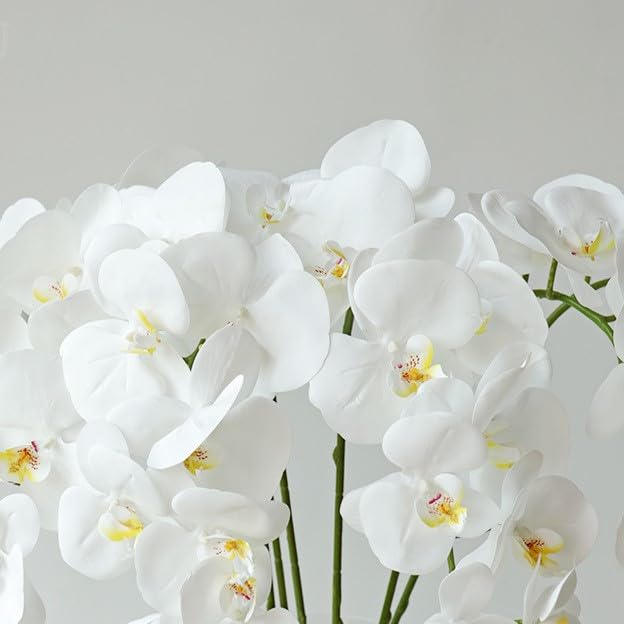 La mejor comparación de Orquideas . 26 Imagen adicional