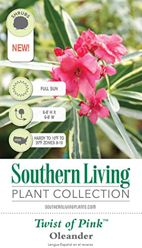 Twist Of Pink Variegated Oleander (2 Gallon) Flowering Evergreen Shrub With Pink Blooms - Full Sun Live Outdoor Plant - Southern Living Plants #TOP5