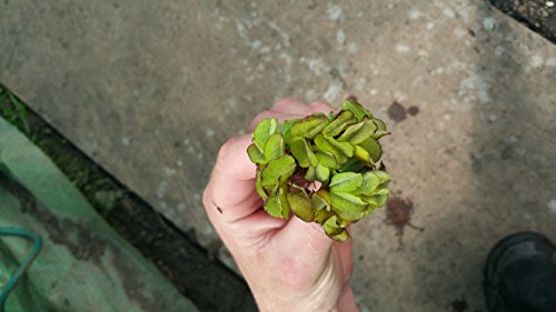 1 pcs Salvina natans for pond, floating plant against algae