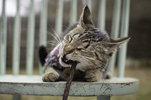 Meowy Janes Matatabi Chew Sticks - An All Natural Silvervine Cat Toy And Cat Treat - Catnip Alternative #TOP3
