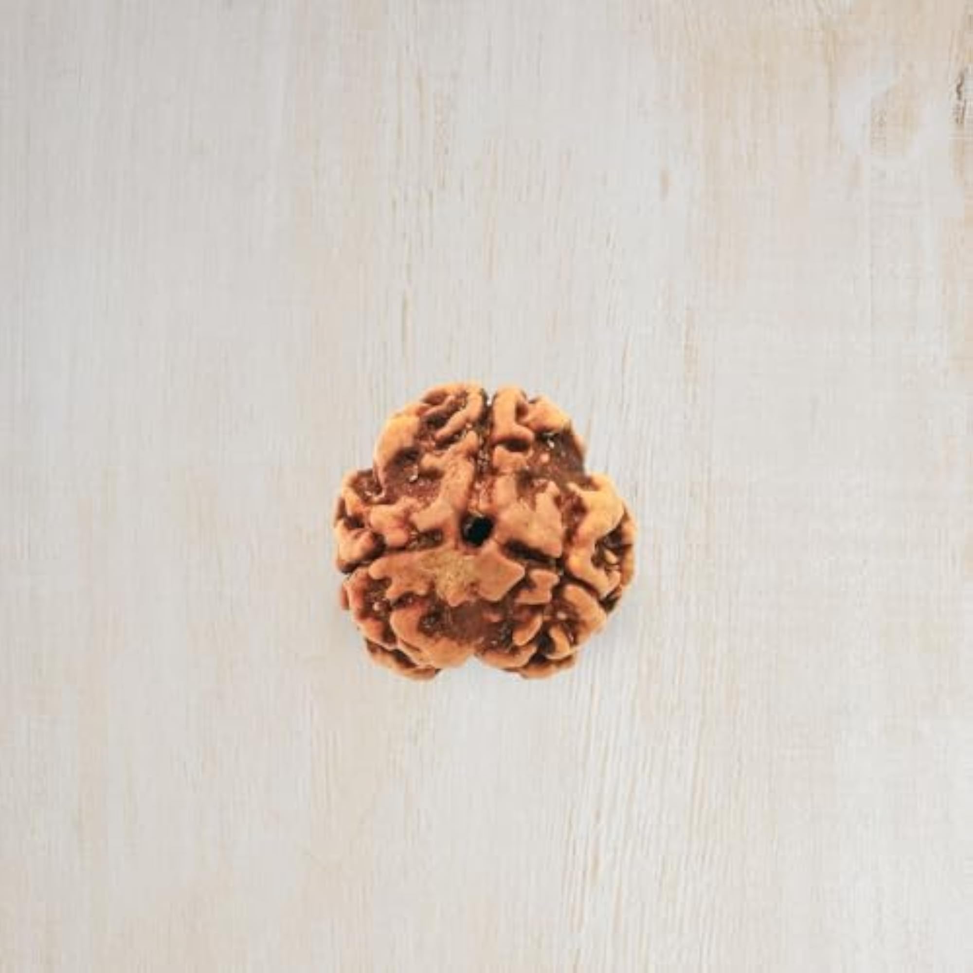 3 Mukhi Original Certified Nepali Rudraksha Pendant, Unisex