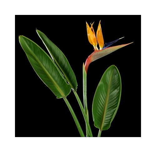 RP Seeds Strelitzia Reginae (Bird-of-Paradise) - 6 Seeds