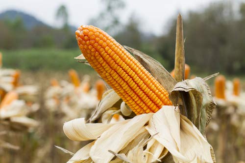 Premium Gourmet White Popcornmais Butterfly 1 KG aus Amerika | Zart Fluffig und wenig Spelzen | Popcorn Kinopopcorn frische Beutel im wieder verschließbarem Beutel GMO Frei