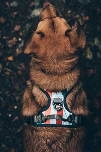 Embark Urban Dog Harness, Easy On and Off with Front and Back Leash Attachments & Control Handle - No Pull Training, Size Adjustable and Non Choke (Small, Multi)