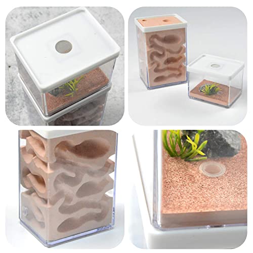 awagas Ecological Ant Nest Farm, Ant Castle Ant Formicarium, Transparent Ant House Plaster Ant Nest, Ant Workshop Insect Villa Ant Feeding Box for Ants Study Science Experiment Gift - Image 5
