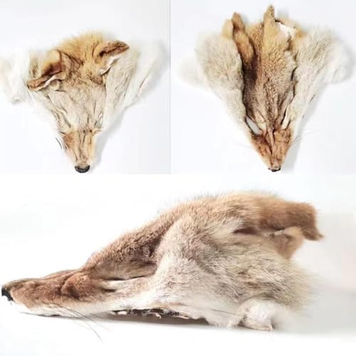 CIFIBIFUN Real Coyote Head Pelt Fur Pelts Hides Head Skin Furs，Decorative Animal Skin Costume