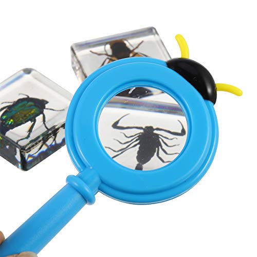 Toyvian Conjunto de Lupa de Amostra de Resina de Insetos 4 PeÃ§as Transparente VÃ¡rias Amostras de I