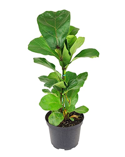 Ficus Lyrata (6" Terracotta Pot) - Fiddle Leaf Fig -