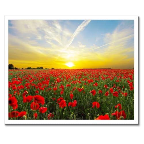 Champ de coquelicots cadre noir chic encadrement 50x40 déco raffinée