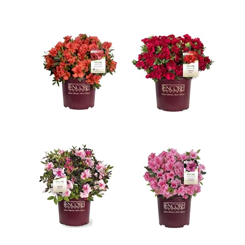 Pack de 4 Azaleas Plantas Naturales con Flores de Exterior