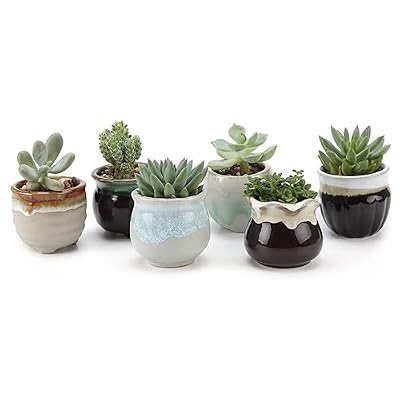 T4U Small Ceramic Succulent Planter Pots with Drainage Hole, Mini Flower Pots Indoor, Plant Lover Gifts for Women Mom Coworker for Birthday Christmas House Warming Home Office Decor