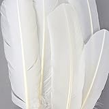 ZUCKER B712 Turkey Quills Dyed Feathers 10-12