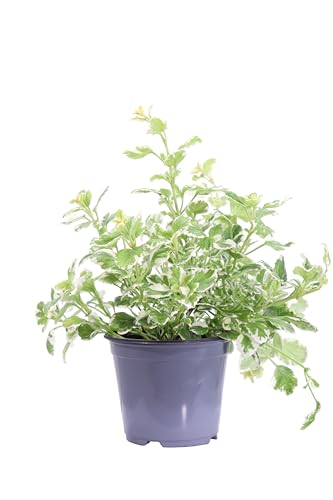 eGarden.store - Pianta vera di Incenso - Altezza pianta: 10/15 cm Diametro vaso: 14 cm - pianta aromatica variegata profumata da coltivare all'esterno in mezz'ombra