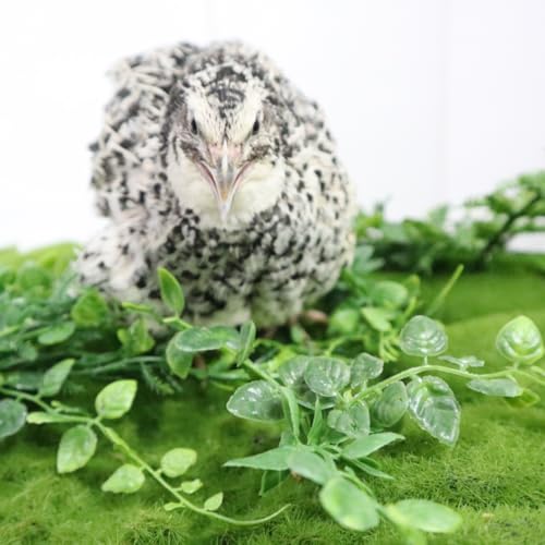 Pearl Pansy Quail Hatching Eggs, Fertile Coturnix Eggs for Incubation (Count, 12, Count)