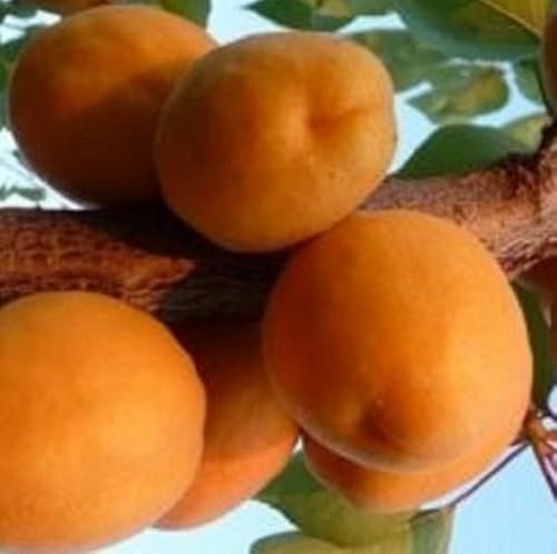 Albero Albicocco Sungiant - Età 1 anno