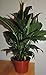 1-peace Lily Plant - Spathyphyllium - Great House Plant - 6" Pot unique -from jmbamboo