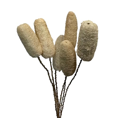 6 tallos de bouquet natural de loofah blanqueado de 20 pulgadas miniatura 1