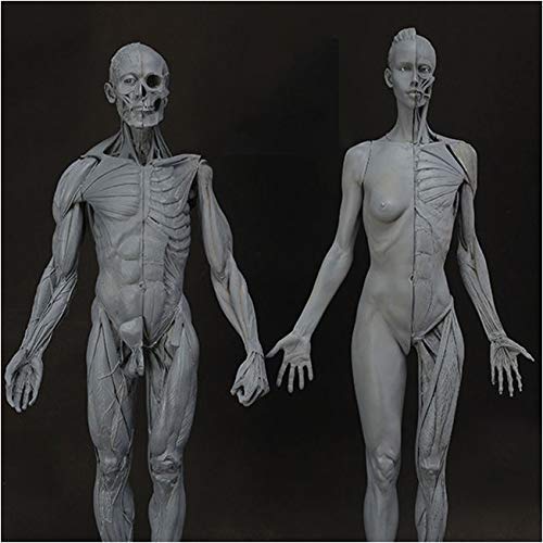 MAN ANATOMY MODEL 人体模型 Amazon.co.jp: Anatomy of Men and Women - Anatomical Model of 23.6