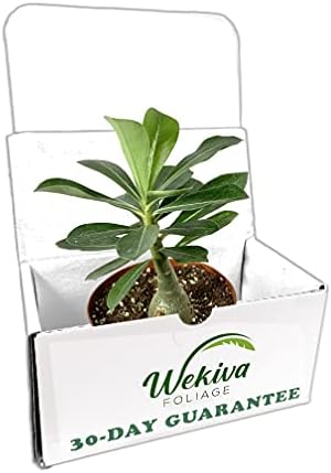 Desert Rose Plant - Live Plant in a 4 Inch Pot - Adenium Obesum - Dramatic Low-Water Succulent
