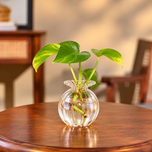 Best Decorative Vases: Glass vs Ceramic 27 Clear Glass Flower Vase for Home Decor, Round Decorative Vase for...