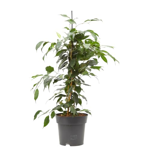 Verdecora Ficus Danielle en maceta de 3L | Ficus benjamina Danielle | Planta de Interior con Follaje Brillante y Elegante | Ideal para Hogares y Oficinas