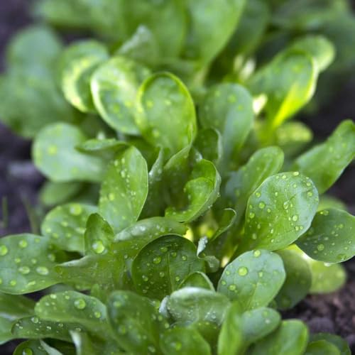 lattuga d'agnello aromatiche biologiche e invernali semi di varietà antiche varietà di esotici tradizionali semi rampicanti da orto rialzate 600semi