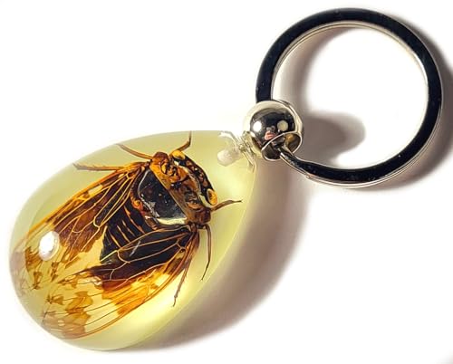 HQRP-Crystal 43mm Real Cicada in Glow in The Dark Lucite Keychain Insect Animal Taxidermy Sample Inside for Biology Science Education Decoration Tear Drop Key Ring Chain Pendant