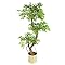 Jungle Ficus Leaf, Eenvoudig Contrast, Minimaal Ontwerp Van De Groetkaart Moderne Realistische D Afbeelding Vector Botanische Image165802411