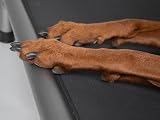 TrendPet HighBed hochwertiges erhöhtes Hundebett, Premium Hochbett, Hundeliege aus eloxiertem Aluminium (105x80cm)