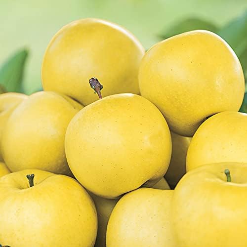 M-Tech Gardens Rare Dorset Golden Apple Fruit Seeds 10 Seeds for Growing