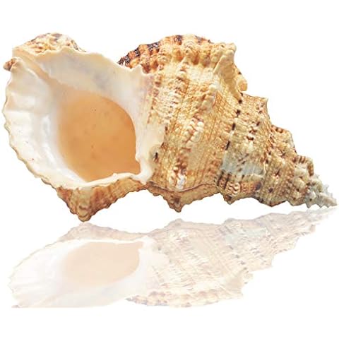 Large Natural Sea Shells, Murex Ramosus shells, Huge Ocean Conch 18-20 cm Jumbo Seashells Perfect for Wedding Decor Beach Theme Party, Home Decorations,DIY Crafts, Fish Tank and Shell Collectors (5) Cover