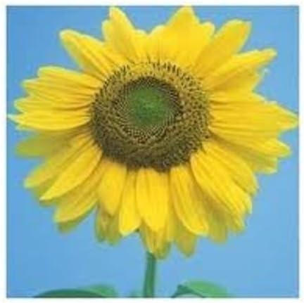 Sunflower Mammoth Large Grey Stripe Nice Garden Flower By Seed Kingdom Bulk 1 Lb Seeds