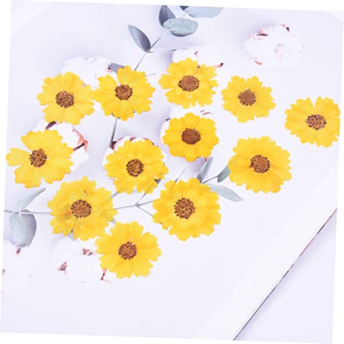 24 flores secas de margarita para manualidades miniatura 7