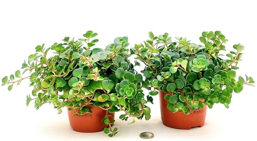 POWERS TO FLOWERS - SEDUM MAKINOI VASO 12CM DIAMETRO, 2 PIANTE, piante vere