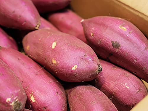 茨城県産(JA茨城旭村)さつまいも シルクスイート 特秀 Lサイズ 約5kg(15本前後入)箱入り