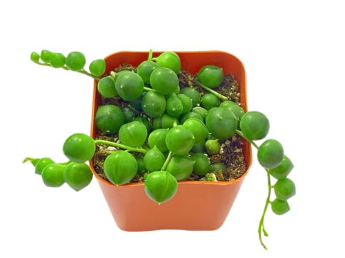 Succulents Plants Live 2" String of Pearls, Live Mini Succulent