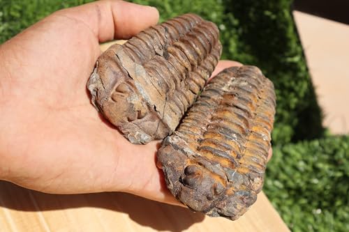 Image of 2PCS Calymene Trilobites Flexicalymene Ordovician Fossil Trilobites A5