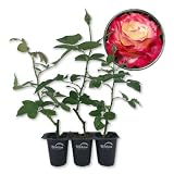 Double Delight Rose Bush - 3 Live Starter Plants - Stunning Hybrid Tea Rose Cultivar Adds Color and Fragrance to Any Garden