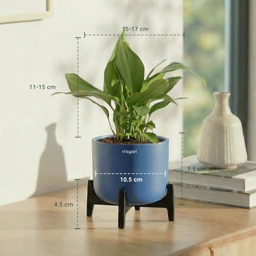 Image of Kyari Zamia ZZ Plant Indoor Live Plant with Grey Self Watering Pot 4 Inch - ZZ Plant Indoor Live Plant with Pot for Home, Office, Bedroom - Air Purifying Low Maintenance Plant