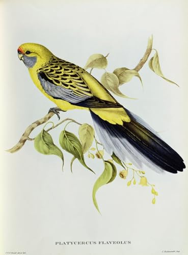 Toile Murale Abstraite Oiseau John Gould Impression Haute Définition