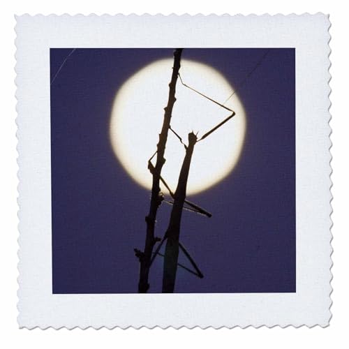 3dRose Walkingstick Insect and Full Moon in South Texas - Us44 Ldi0347 - Larry Ditto - Quilt Square, 6 by 6-Inch (qs_94477_2)
