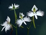 100 Japanese Radiata Samen weißer Reiher Orchid Seeds Welt Seltene Orchideen-Arten Haus-Blumen-Anlage 6