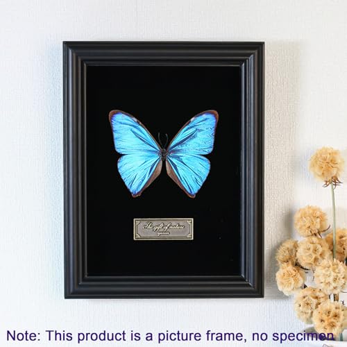 Image of Butterfly Specimen Kit Includes pins, mounting Board, Spreading Tools, Display case, Labels, Forceps, Preserving and showcasing Butterfly specimens.Shadow Boxes (BIACK-01) (WHITE-01)