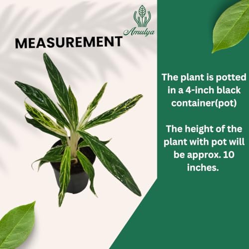 Image of Amulya FARMS & NURSERY Air Purifying Variegated Indoor Live Plants for Table, Kitchen & Desk Decor | Rare Plant | Imported Plant | Small Size - Black Pot Included (Rice Leaf)
