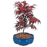 Nueva arce, rojo japonés, o un árbol bonsai, 100 + Semillas!