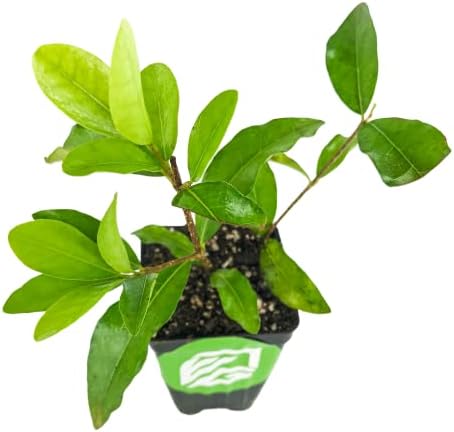 Barbados Cherry Live Plant (Acerola/Wild Crapemyrtle) - Malpighia emarginata - Wellspring Gardens Starter Plant