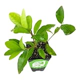 Barbados Cherry Live Plant (Acerola/Wild Crapemyrtle) - Malpighia emarginata - Wellspring Gardens St
