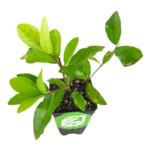 Barbados Cherry Live Plant (Acerola/Wild Crapemyrtle) - Malpighia Emarginata - Wellspring Gardens Starter Plant #TOP1