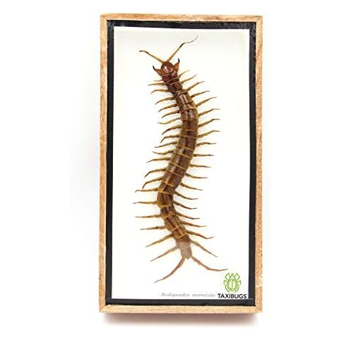 Real Centipede Millipede Scolopendra MORSITANS Taxidermy Insect in 3D Wooden Frame (White Background, Wooden Box) Cover